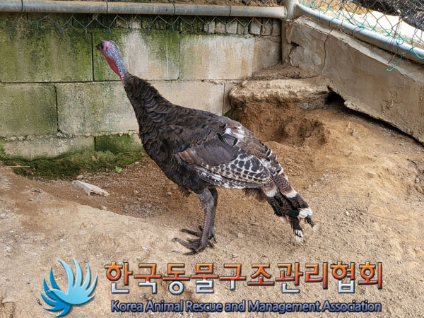 한국동물구조관리협회_411317202300145